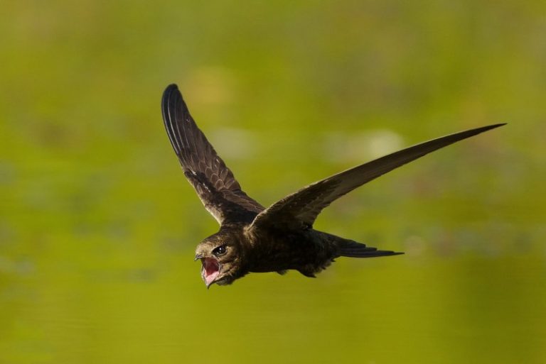Čiurliai sugrįžę į Jonavą liko be namų