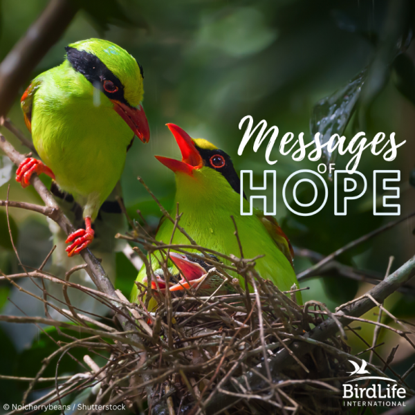 ,,BirdLife International” kviečia pasisakyti UŽ gamtos apsaugą