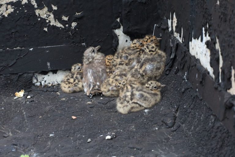 Dar viena kolonija ant stogo