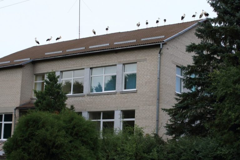 Marcinkonyse gandrų migracijos pradžios pranašai