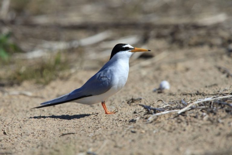 Žuvėdrų derlius Nemuno salose