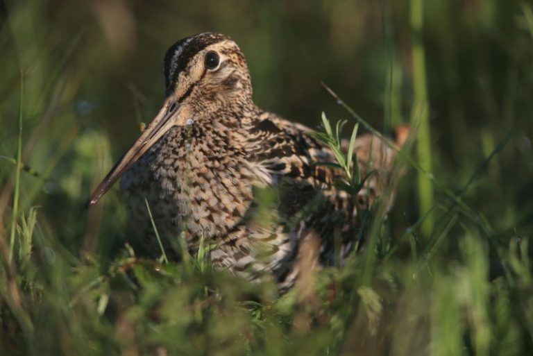 Pradedama rengti nauja knyga apie Lietuvos paukščius
