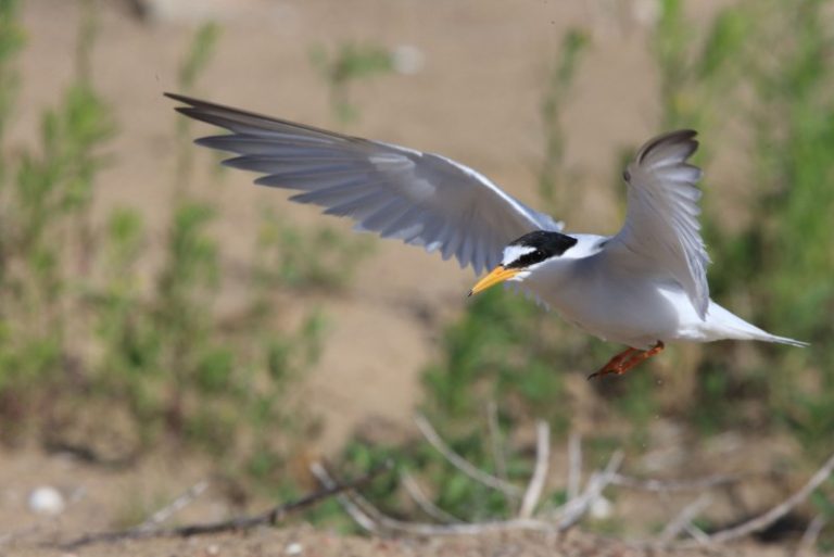 Nemuno salos kupinos sparnuočių šurmulio