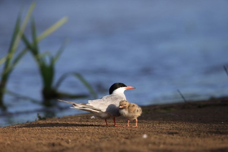 Kviečiame į seminarą „Upinių ir mažųjų žuvėdrų apsaugos perspektyvos“