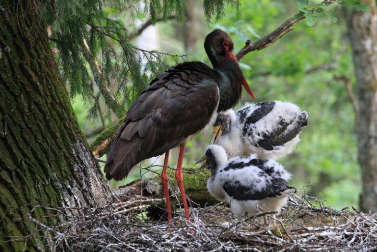 Kartu mes galime daugiau – skirkite 1,2 proc. GPM Lietuvos ornitologų draugijos iniciatyvoms!