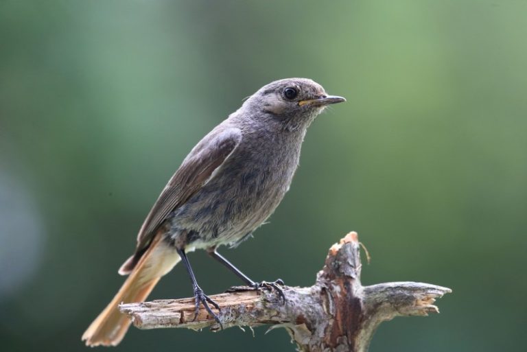 Renkame duomenis apie paukščius