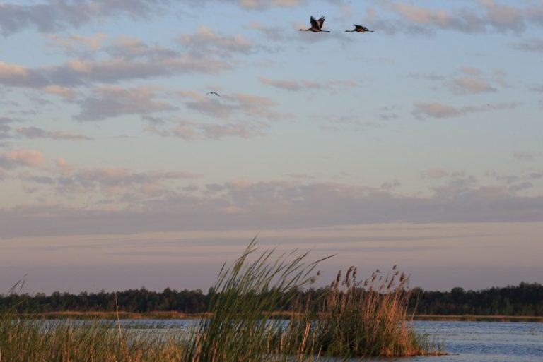 Aplinkos ministerija klaidina dėl vandens paukščių medžioklės Žuvinto biosferos rezervate