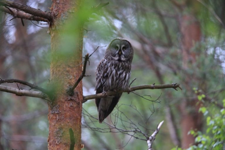 Žinia apie laplandines pelėdas