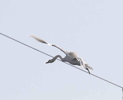 Gulbių krauju pažymėtas vasario 16-osios minėjimui skirtas renginys Kaune