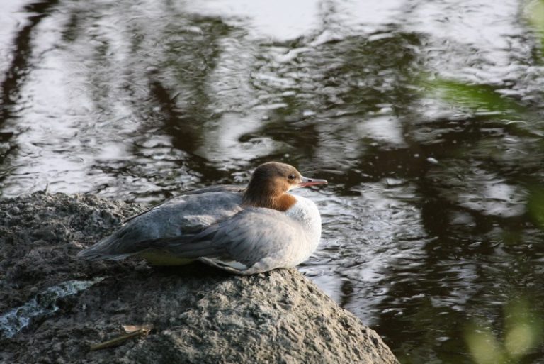 Paukščių palydos! Kviečiame į viešą paskaitą ir ekskursiją  „Migruojantys paukščiai“