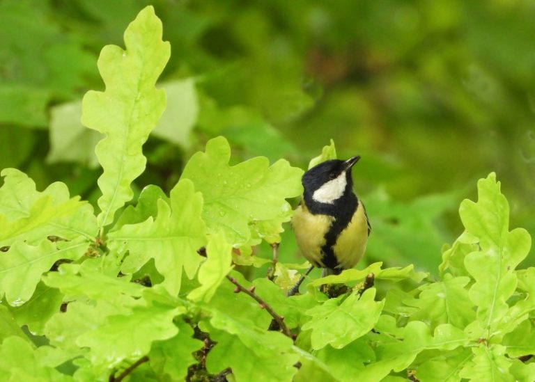 Kviečiame į paukščių klausytuves!
