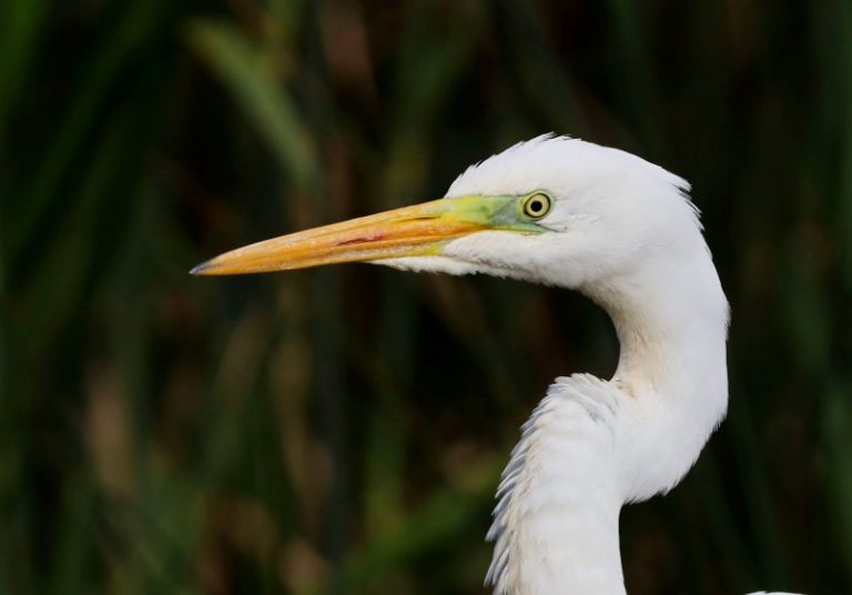 Utenos rajone baigti perinčių paukščių paplitimo tyrimai