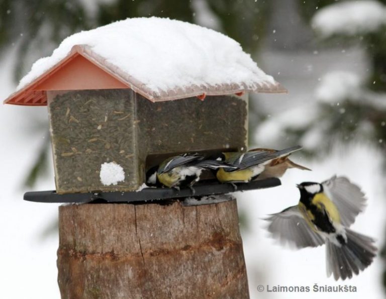 Artėjanti žiema primena apie pagalbą sparnuočiams