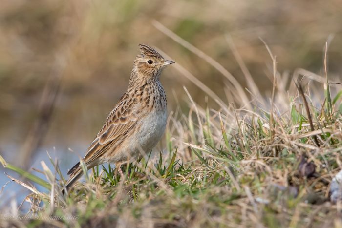 Vieversio diena: paukščių grįžimas primena apie aplinkosaugos iššūkius