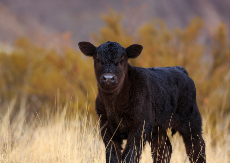 Perkamos grynaveislės telyčios. Kviečiame teikti pasiūlymus