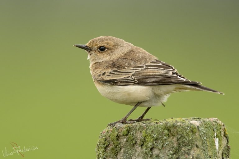 Margasis kūltupys – nauja paukščių rūšis Lietuvoje