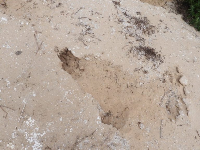 Pragaištingos sausros pasekmės