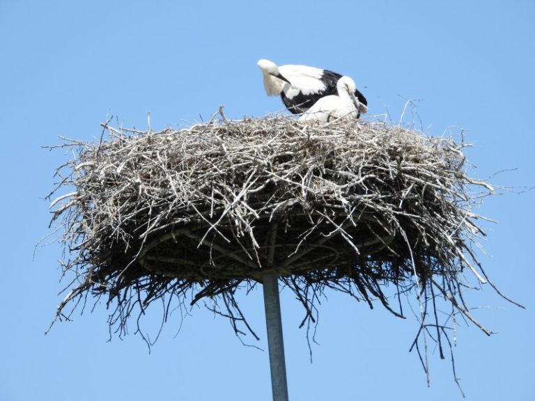 Į pagalbą gandrams