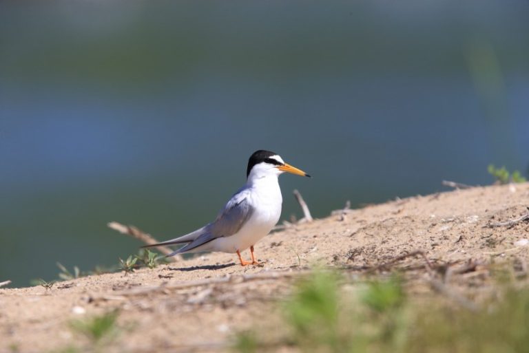 Nemune nuo Kulautuvos iki Jurbarko buvo vykdomas pakartotinis upinių ir mažųjų žuvėdrų monitoringas