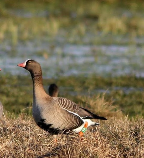 Geriausias metas ieškoti mažųjų žąsų Lietuvoje