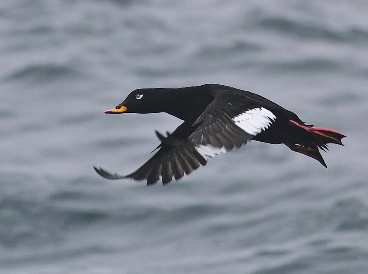SEGRE fondas ir BirdLife Europe suburta „Jūrinių paukščių darbo grupė” siekia sumažinti paukščių priegaudą žvejybos įrankiuose