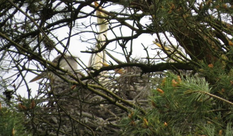 Pilkųjų garnių jaunikliai jau greitai paliks lizdus. Suskubkime!