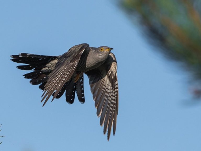 Atbudusioje gamtoje jau girdimas gegutės kukavimas