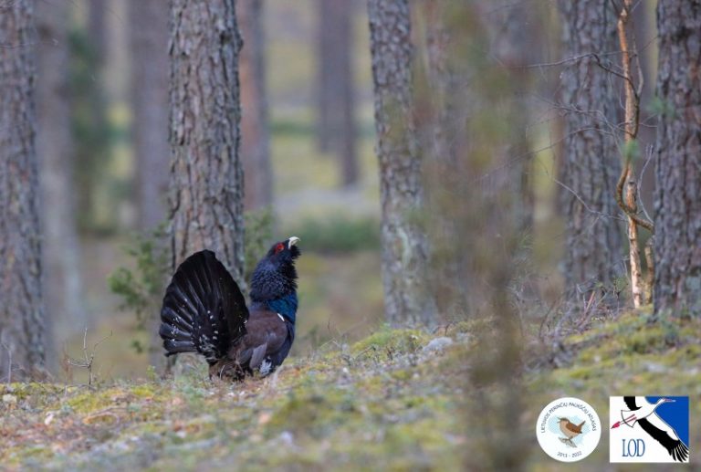 Prasideda vištinių paukščių tuoktuvės. LPPA