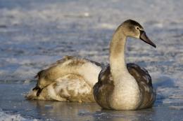 Apie bejėgius paukščius – bendruoju pagalbos telefonu 112