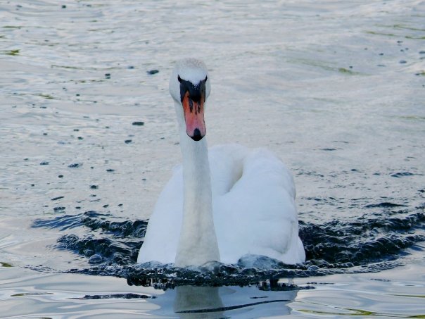Ačiū, kad prisidėjote prie žiemojančių paukščių globos