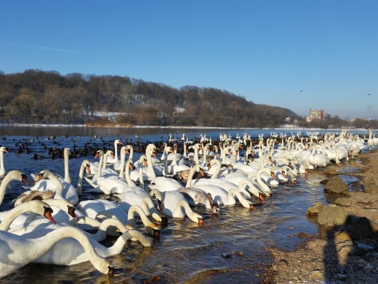 Didžiausioje Baltijos šalių vandens paukščių lesykloje maisto paukščiams bus pilama mažiau