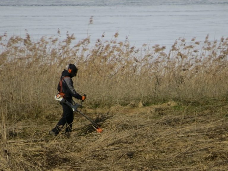 Grįžtantiems paukščiams sutvarkyta dar viena sala