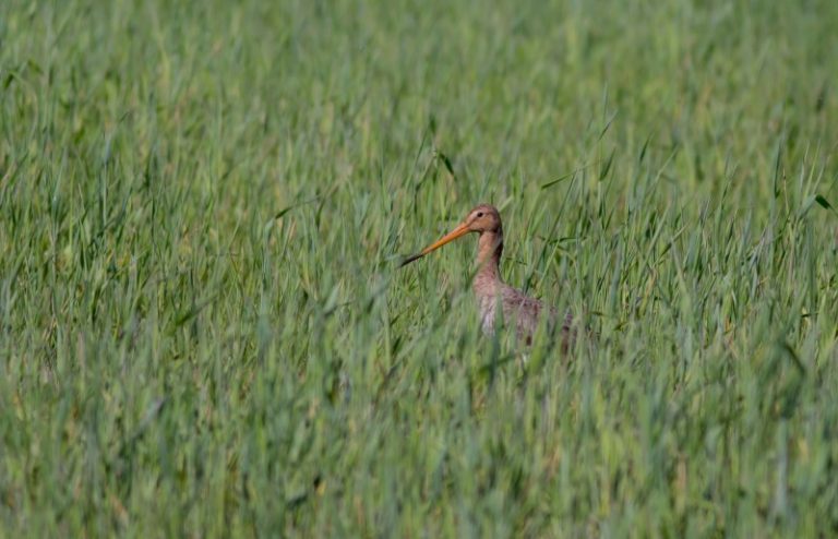 Paluknio pievose vykdyto paukščių monitoringo rezultatai