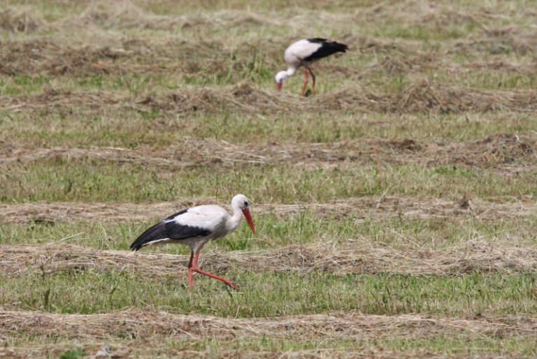 Rugpjūčio 24 d. – gandrų išskridimo diena