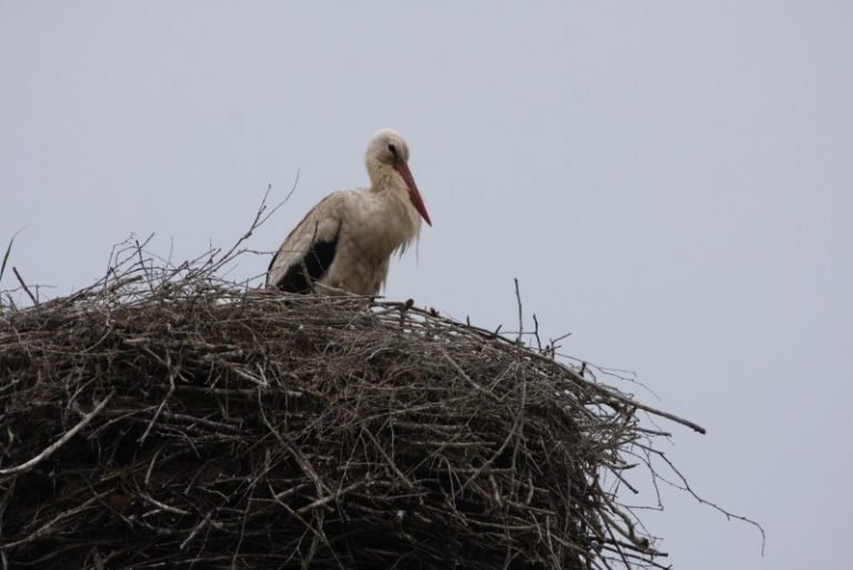 40-ies paukščių diena