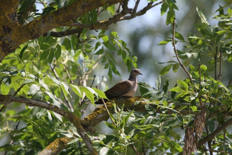 Kovo 21 d. – tarptautinė Miškų diena