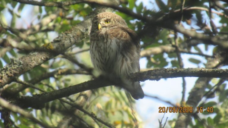 Žvirblinė pelėda smalsauja kieme