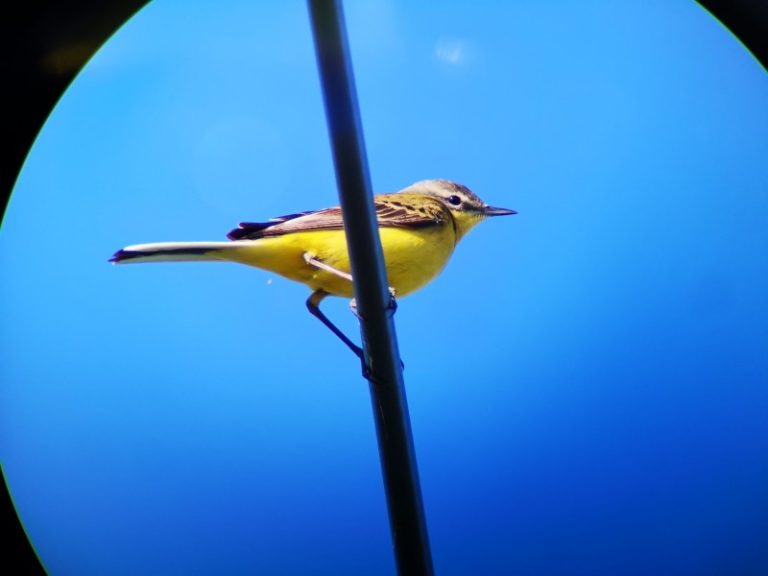 Parskrido didžioji dalis smulkiųjų giesmininkų – išduosime paslaptis. LPPA