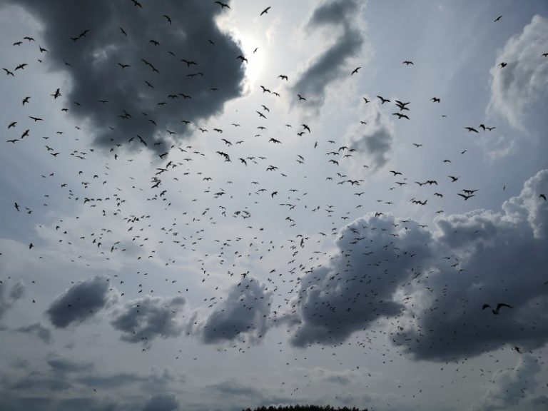 Niedaus ornitologiniame draustinyje atliktas pirmasis perinčių upinių žuvėdrų monitoringas