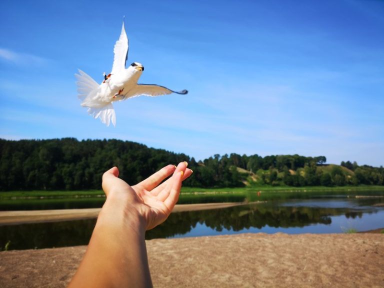 Lietuvos ir Japonijos mokslininkai bendradarbiauja tyrinėdami mažąsias žuvėdras