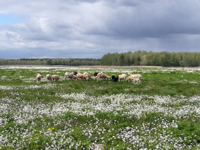 Į pagalbą Kretuono ežero salos paukščiams – lietuviškos škudės