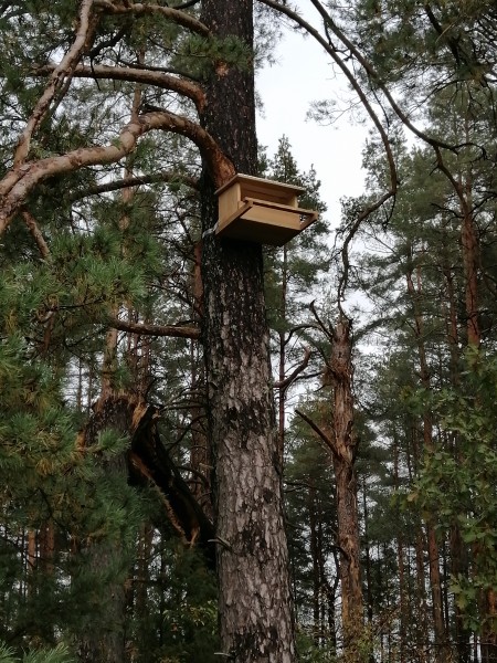 40 naujų inkilų plėšriesiems paukščiams