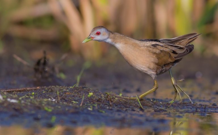 Toliau pildome Lietuvos perinčių paukščių atlasą: ieškome vištelių ir tilvikų