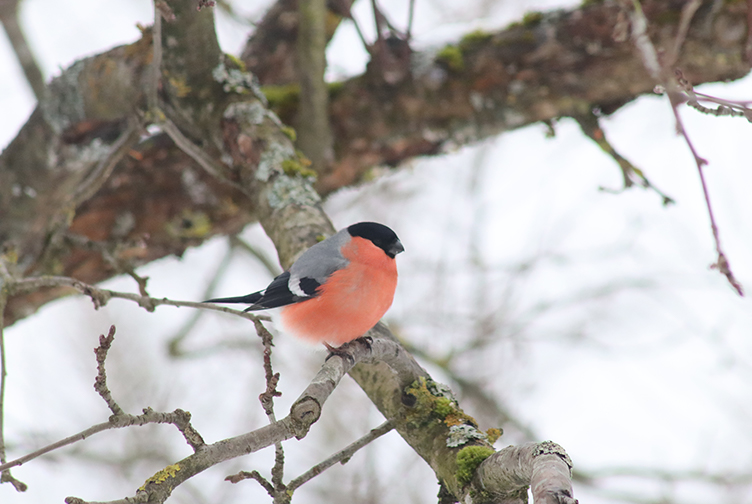 Pasaulinė paukščių diena: pasirūpinkime paukščiais šalia savo namų