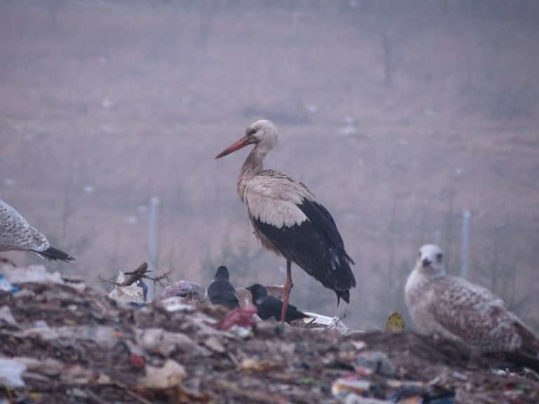 Lietuvoje žiemojantys baltieji gandrai