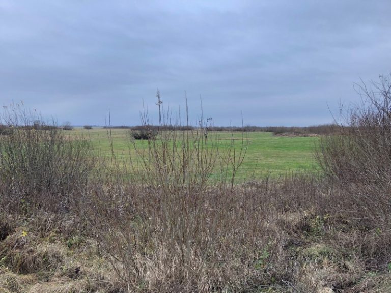 Lietuvos ornitologų draugija skelbia konkursą gamtovarkos darbams atlikti