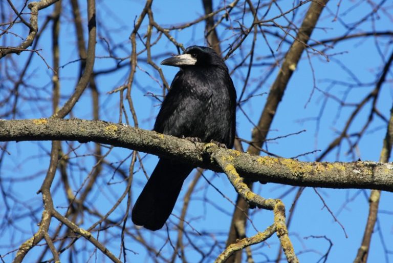 Kovo 4 d. – Kovarnių diena