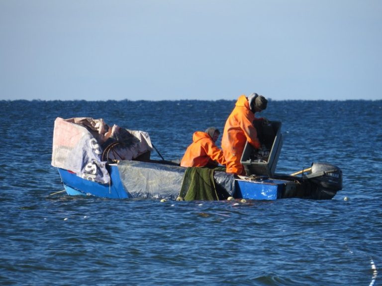 Siekiant sumažinti jūros paukščių žuvimą, išbandomi modifikuoti žvejybiniai tinklai