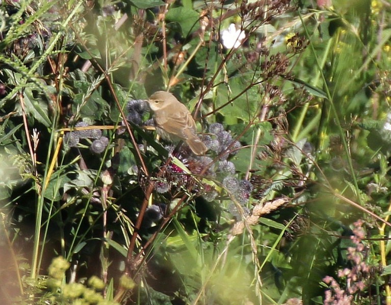 Mažoji tošinukė – nauja perinti paukščių rūšis Lietuvoje