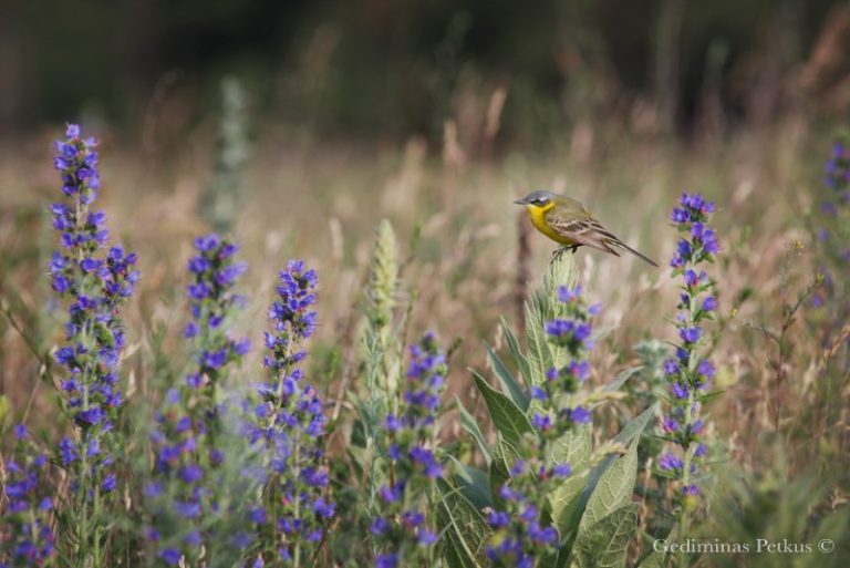 Gegužės 22 diena – Tarptautinė biologinės įvairovės diena